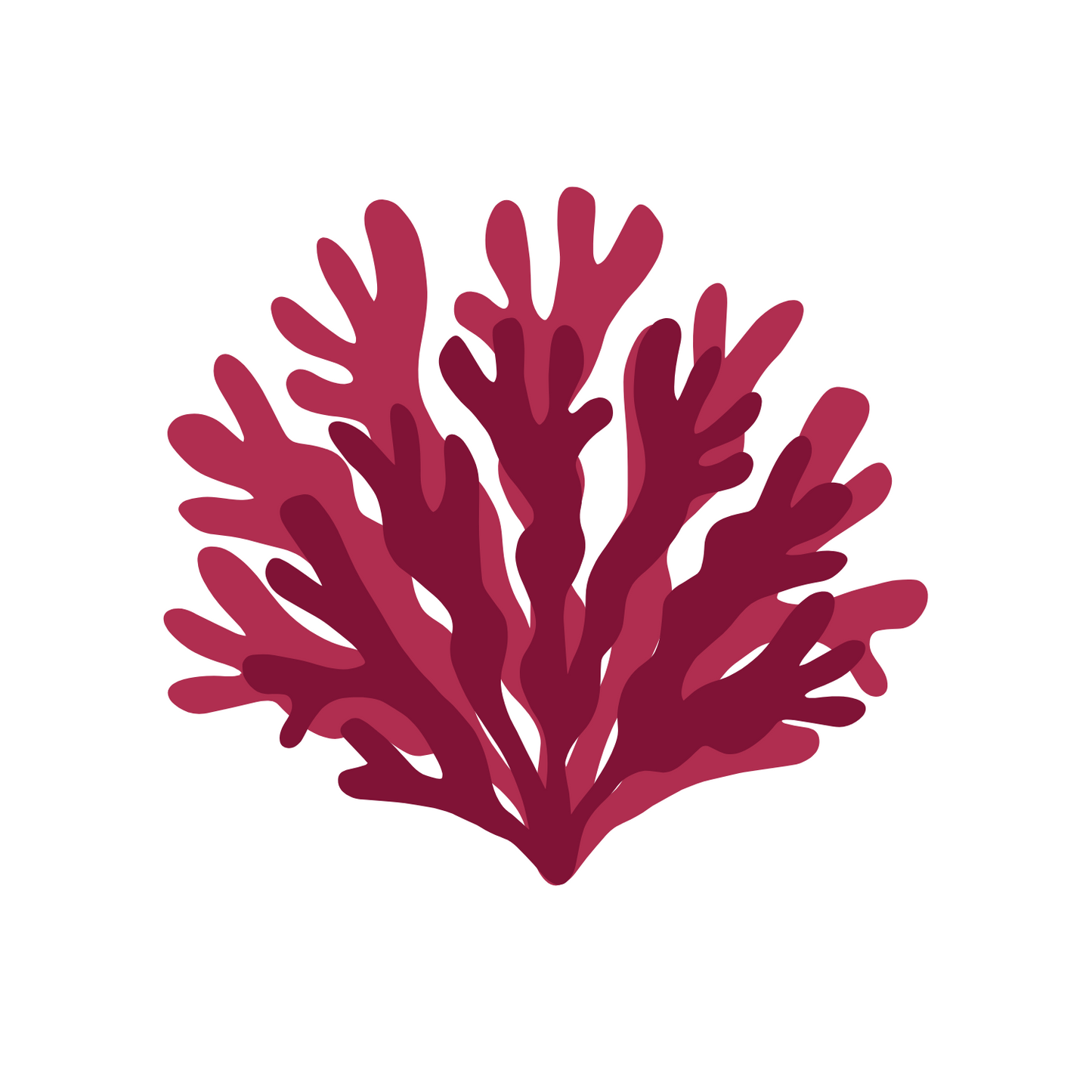 Þurrkuð söl (lauf)